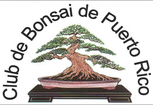 Bonsai Mayaguez