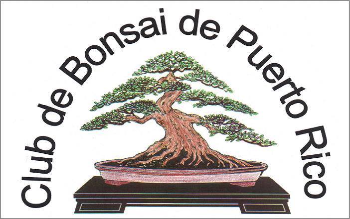 Bonsai Mayaguez